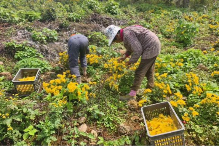 金融活水润泽田野 金色菊花绽放“致富希望”